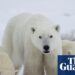 Scientists log uncommon case of feminine polar bear adopting cub: ‘They’re actually good mothers’ | Canada Scientists log uncommon case of feminine polar bear adopting cub: ‘They’re actually good mothers’ | Canada