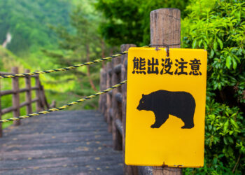 How Japan is preventing again towards a surge of bear assaults