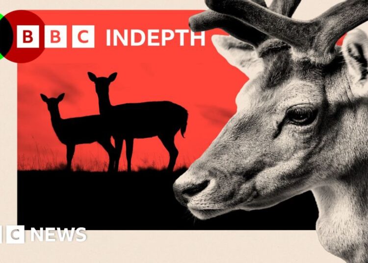 Why Britain has a deer downside