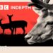 Why Britain has a deer downside