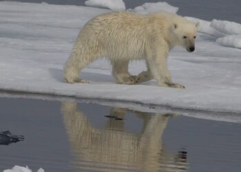 Polar bears genetically adapting to local weather change, new examine finds