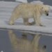 Polar bears genetically adapting to local weather change, new examine finds