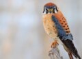 Kestrels, owls, and different raptors are serving to farmers management pests Kestrels, owls, and different raptors are serving to farmers management pests
