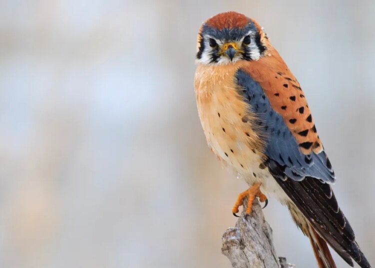 Kestrels, owls, and different raptors are serving to farmers management pests