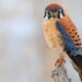 Kestrels, owls, and different raptors are serving to farmers management pests Kestrels, owls, and different raptors are serving to farmers management pests
