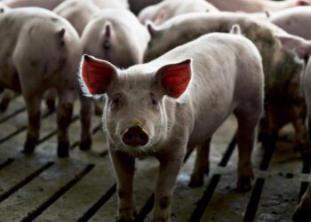 Antibiotic medication in meat manufacturing surged in 2024, in response to new FDA information Antibiotic medication in meat manufacturing surged in 2024, in response to new FDA information