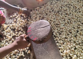 As Trump’s tariffs hit Indian fox nuts, the superfood eyes new markets | Commerce Conflict