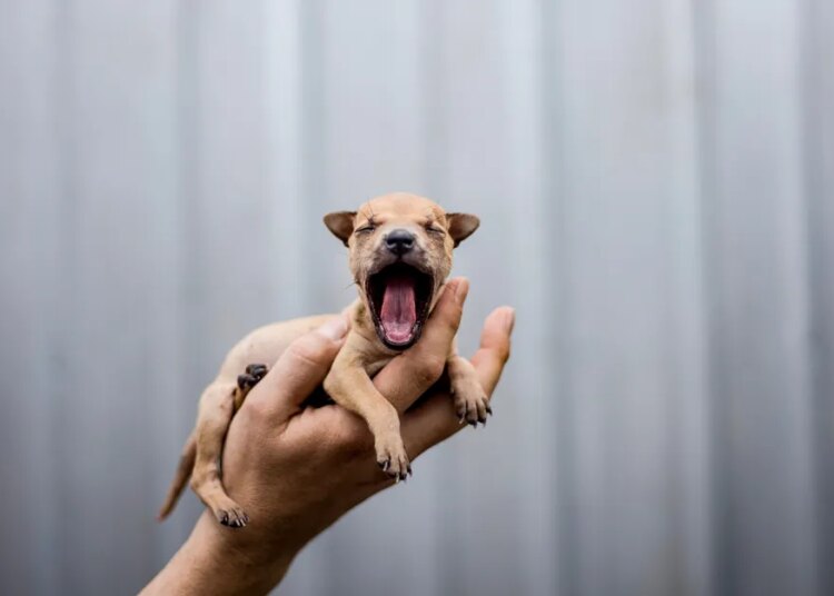 Progress for animal welfare in 2025: A recap