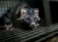 Poland simply banned fur farming. Is the way forward for trend fur-free?
