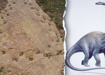 Dinosaur limping proof present in 150 million-year-old Colorado trackway