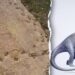 Dinosaur limping proof present in 150 million-year-old Colorado trackway