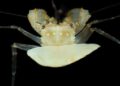 Scientists used specialised tools to dive into the ocean’s ‘twilight zone.’ They discovered creatures by no means seen earlier than Scientists used specialised tools to dive into the ocean’s ‘twilight zone.’ They discovered creatures by no means seen earlier than