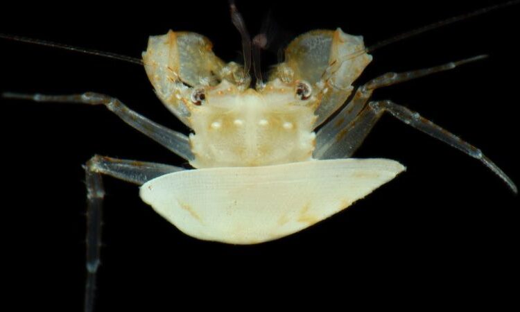 Scientists used specialised tools to dive into the ocean’s ‘twilight zone.’ They discovered creatures by no means seen earlier than