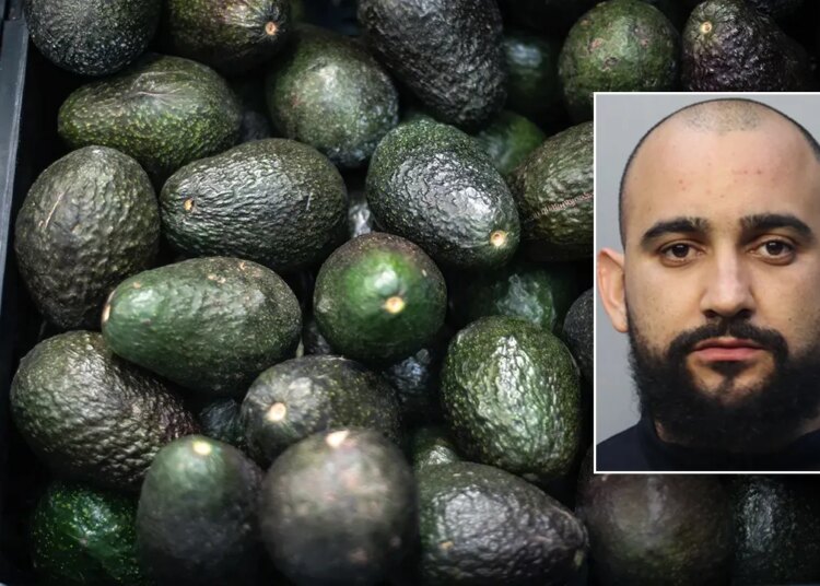 Florida man arrested for allegedly stealing 400 kilos of avocados