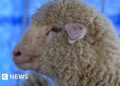 How is India’s first gene-edited sheep Tarmeem doing?