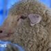 How is India’s first gene-edited sheep Tarmeem doing?