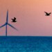 Trump halts 5 East Coast wind farms: What to know