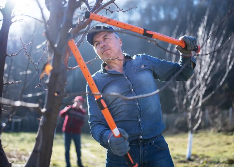 Should-have winter yard instruments: Chainsaws, snow blowers and pet-safe ice melts