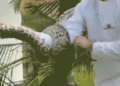 Six-foot python discovered hiding in palm tree close to Miami house on Christmas