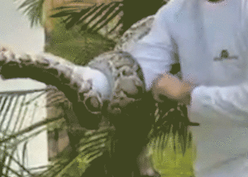 Six-foot python discovered hiding in palm tree close to Miami house on Christmas