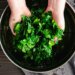 Including oil to kale dramatically boosts nutrient absorption, new examine finds Including oil to kale dramatically boosts nutrient absorption, new examine finds