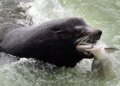 Bipartisan Home reps goal sea lions threatening Washington salmon