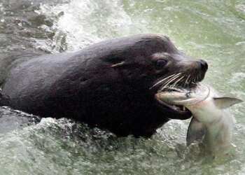 Bipartisan Home reps goal sea lions threatening Washington salmon