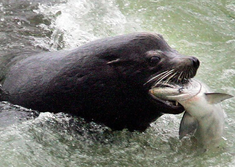 Bipartisan Home reps goal sea lions threatening Washington salmon
