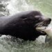 Bipartisan Home reps goal sea lions threatening Washington salmon