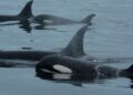 Orcas and dolphins staff as much as hunt salmon