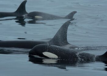 Orcas and dolphins staff as much as hunt salmon Orcas and dolphins staff as much as hunt salmon