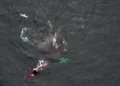 Killer whales and dolphins hunt collectively in video, researchers say