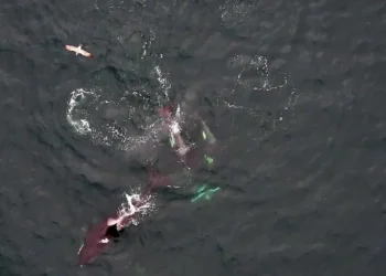 Killer whales and dolphins hunt collectively in video, researchers say