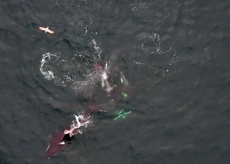Killer whales and dolphins hunt collectively in video, researchers say