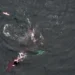 Killer whales and dolphins hunt collectively in video, researchers say