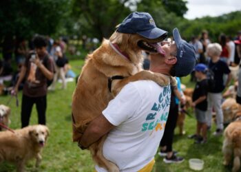 Pictures of golden retrievers making an attempt to set a world file Pictures of golden retrievers making an attempt to set a world file