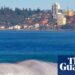 4 shark assaults in 48 hours go away Australian surfer Matt extra afraid of native seashores than world’s greatest waves | Sharks
