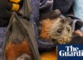 Flying foxes die of their hundreds in worst mass-mortality occasion since Australia’s black summer season | Wildlife