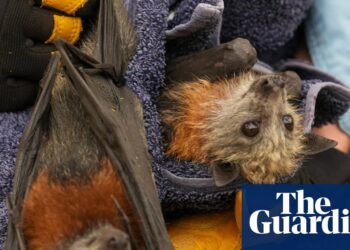 Flying foxes die of their hundreds in worst mass-mortality occasion since Australia’s black summer season | Wildlife Flying foxes die of their hundreds in worst mass-mortality occasion since Australia’s black summer season | Wildlife