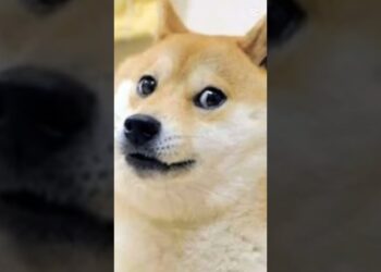 Shes so good blah blah blah #doge #edits