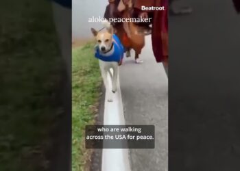 aloka peacemaker #baudhbikshumarch #2300mile #irancrisis #donaldtrum #maga #denmarkcrisis #venezuela