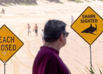 Australian boy dies days after being bitten by shark in Sydney Harbor