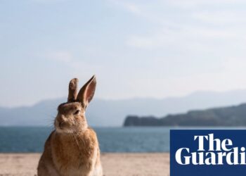‘A spot of darkness and light-weight’: the uninhabited Japanese island that grew to become a rabbit paradise | Japan