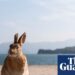 ‘A spot of darkness and light-weight’: the uninhabited Japanese island that grew to become a rabbit paradise | Japan ‘A spot of darkness and light-weight’: the uninhabited Japanese island that grew to become a rabbit paradise | Japan