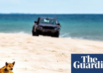 Canadian backpacker’s dying poses query for Queensland’s Ok’gari: can dingoes and vacationers coexist? | Ok’gari (Fraser Island)