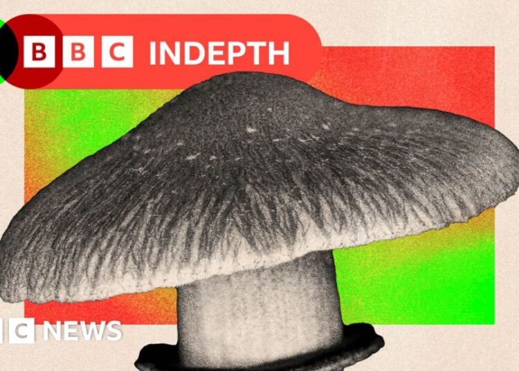 Ought to the NHS actually use magic mushrooms to deal with psychological well being?