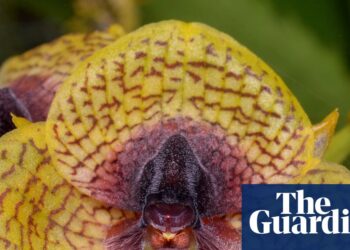 Fly-arousing orchid and zombie fungus amongst 2025 botanical and fungal finds | Vegetation