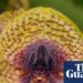 Fly-arousing orchid and zombie fungus amongst 2025 botanical and fungal finds | Vegetation