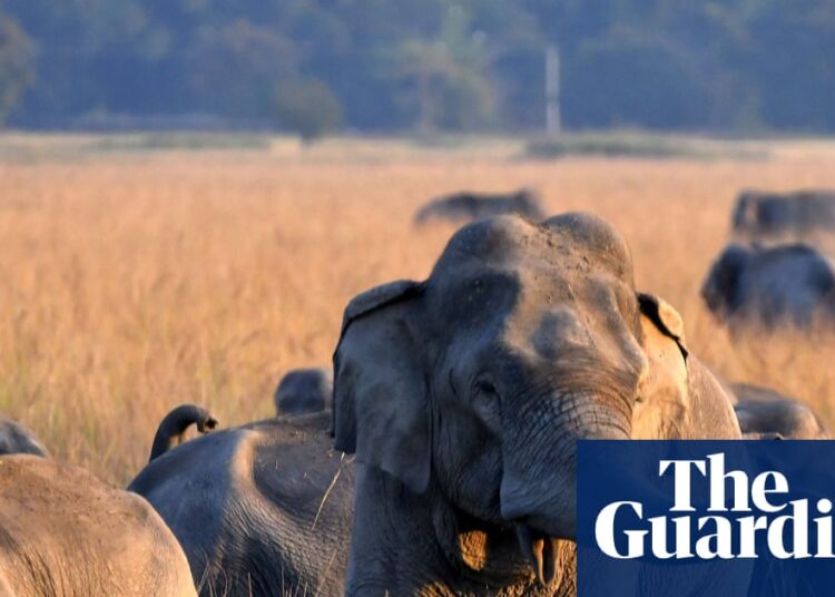Seek for single-tusked elephant after 22 killed in India rampage | India Seek for single-tusked elephant after 22 killed in India rampage | India