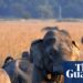Seek for single-tusked elephant after 22 killed in India rampage | India